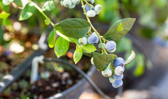 Precision Irrigation - key in Zimbabwe’s blueberry success